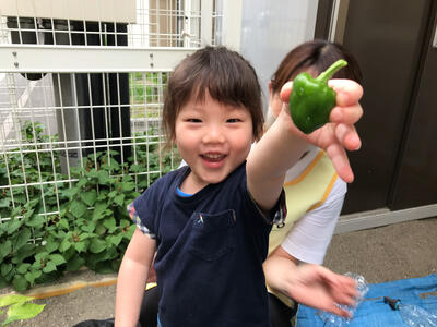 中村橋保育園'24年8月こだま　野菜の生長記録 (6).jpg