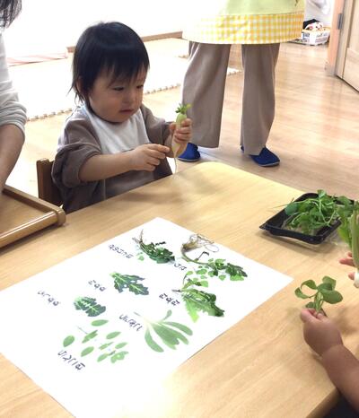 2025.1.7ソラスト高津保育園　七草に触れる③.JPG