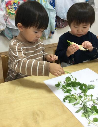 2025.1.7ソラスト高津保育園　七草に触れる⑥.JPG