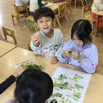 2025.1.7ソラスト高津保育園　七草に触れる⑭.JPG