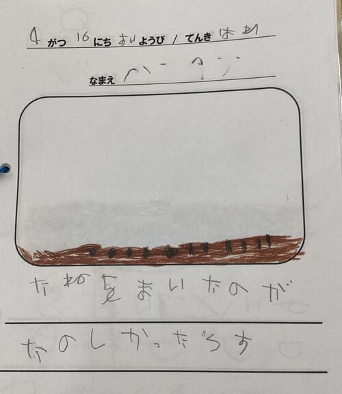 25.4ひまわり (5).jpg