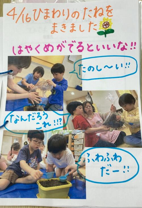 25.4ひまわり(6).jpg