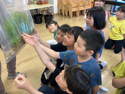 20250508_田植え（おおいまち）04.jpg
