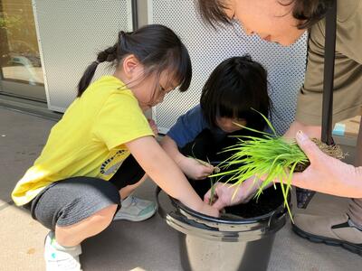 20250508_田植え（おおいまち）07.jpg