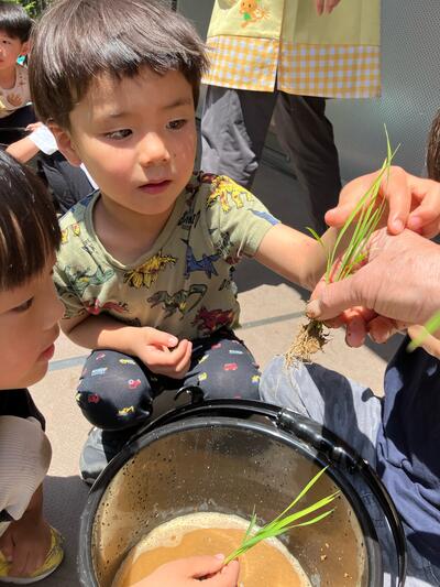 20250508_田植え（おおいまち）08.jpg