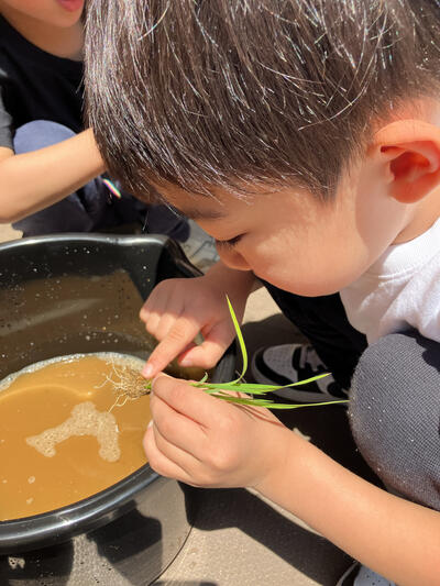 20250508_田植え（おおいまち）12.jpg