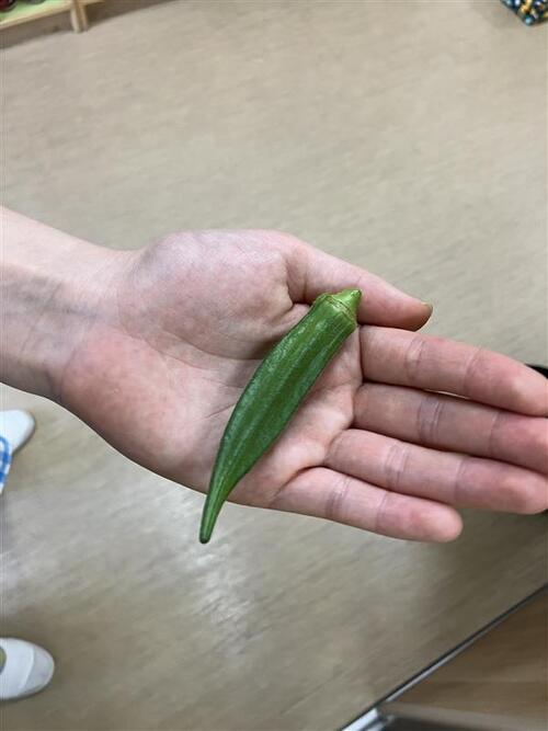 オクラ_大戸.jpg