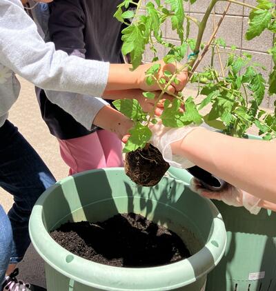 植物.jpg