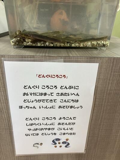 どじよう.jpg