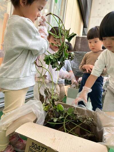 中村橋保育園'25年12月さつまいも堀り体験 (1).jpg