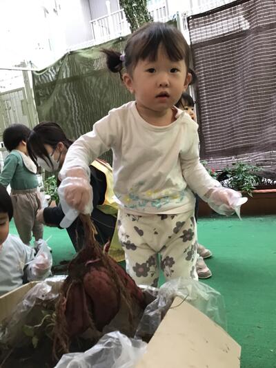中村橋保育園'25年12月さつまいも堀り体験 (2).jpg