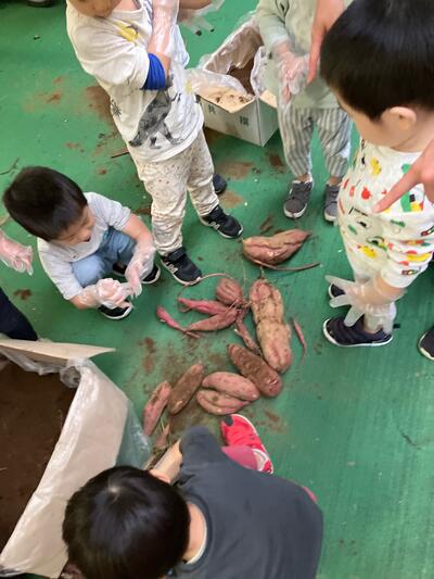 中村橋保育園'25年12月さつまいも堀り体験 (7).jpg