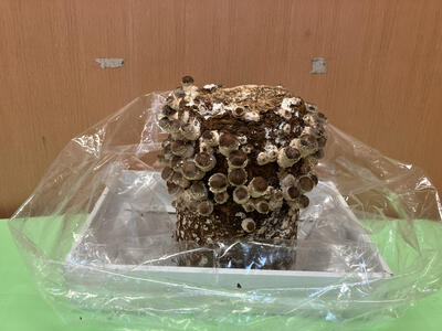 20251120成増／こだま組しいたけ２.jpg