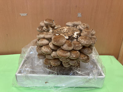 20251120成増／こだま組しいたけ４.jpg