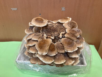 20251120成増／こだま組しいたけ５.jpg