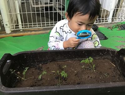 中村橋保育園'2026年3月こころ組 野菜の栽培①.jpg