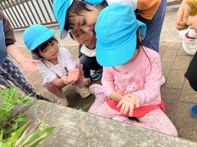 2026_1298.jpgふなぼり　だんごむし