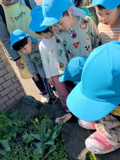 2026_船堀　チューリップ