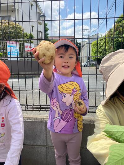 中村橋保育園'26年5月　2,3歳児芋掘り②1.jpg