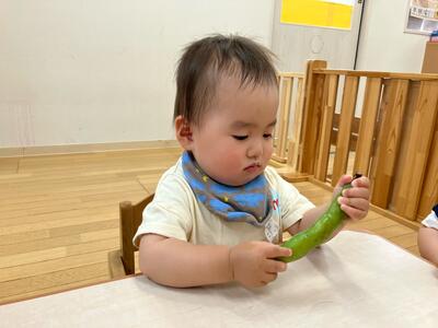 中村橋保育園'26年5月めばえそら豆5.jpg