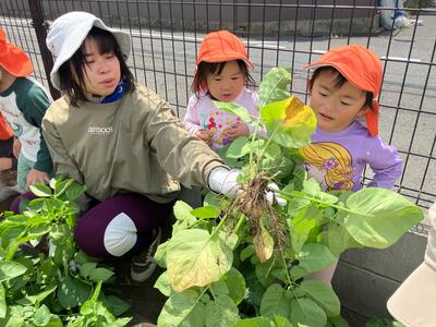 中村橋保育園'26年5月苗植え・芋掘り1.jpg