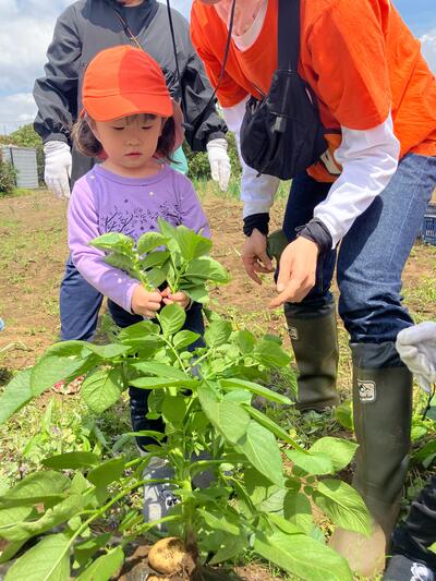 中村橋保育園'26年5月苗植え・芋掘り2.jpg