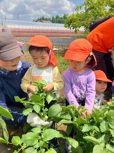 中村橋保育園'26年5月苗植え・芋掘り3.jpg
