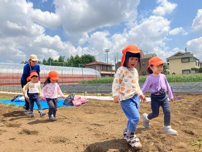 中村橋保育園'26年5月苗植え・芋掘り5.jpg