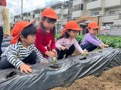 中村橋保育園'26年5月苗植え・芋掘り6.jpg