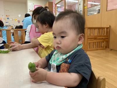 中村橋保育園26年5月めばえそら豆1.jpg