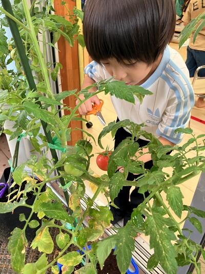 ⑤2026Sみたか台6月野菜たいよう.jpg