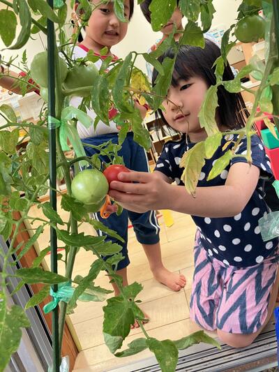 ⑥2026Sみたか台6月野菜たいよう.jpg