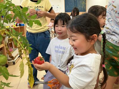 ⑧2026Sみたか台６月野菜たいよう.jpg