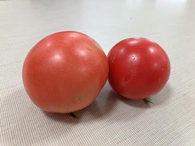 ⑨2026Sみたか台６月野菜たいよう.jpg
