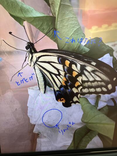 Image_20260704_163701.jpeg
