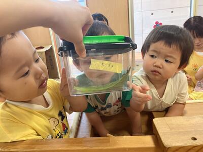 ③めばえ2026_Sみたか台カタツムリ21225.jpg