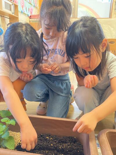 2026_野菜の収穫（たいよう）2.jpg