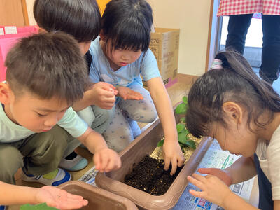 2026_野菜の収穫（たいよう）3.jpg