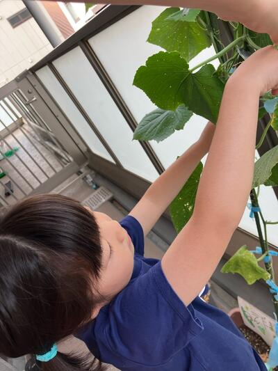 2026_野菜の収穫（たいよう）7.jpg