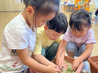 2026_野菜の収穫（ゆめ）1.jpg