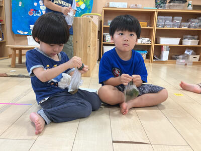 ゆめぐみ赤紫蘇染め⑤.jpg